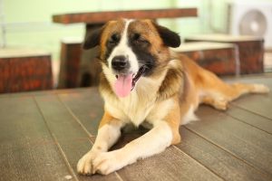 Cachorro cego