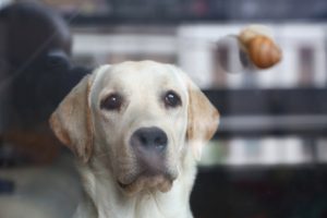Cachorro de grande porte em apartamento