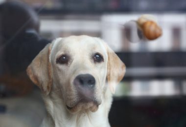 Doenças de cachorro: As principais doenças infecciosas