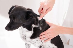 Cachorro tomando banho e sendo escovado