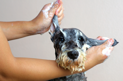 Hidratação em cachorro: descubra por quê ela é uma excelente opção no banho e tosa do seu pet