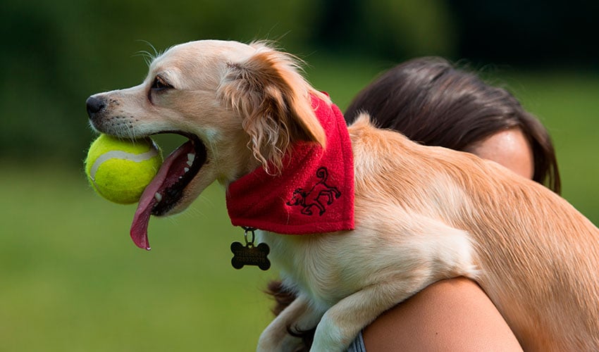 Brincadeiras para cachorro: veja as atividades preferidas deles
