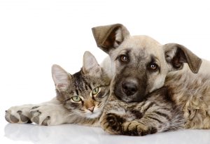 Formas de ajudar uma ONG de animais 2