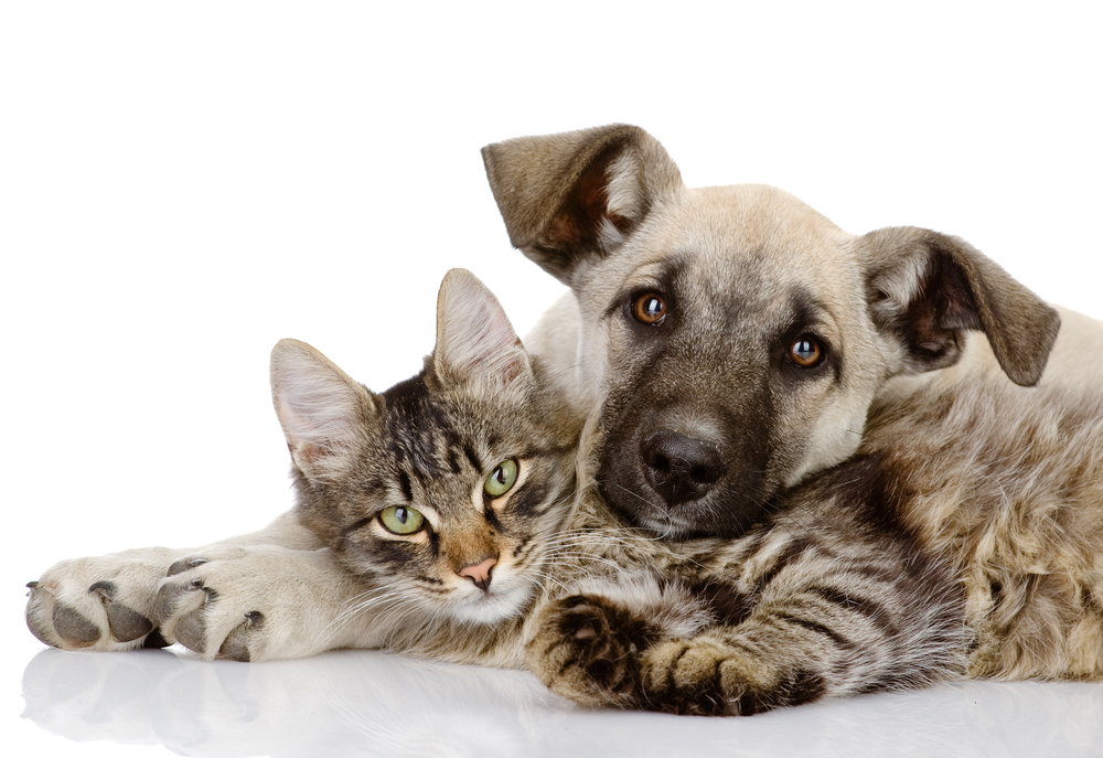 Seis formas de ajudar uma ONG de animais