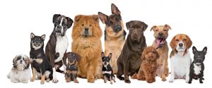 Formas de ajudar uma ONG de animais