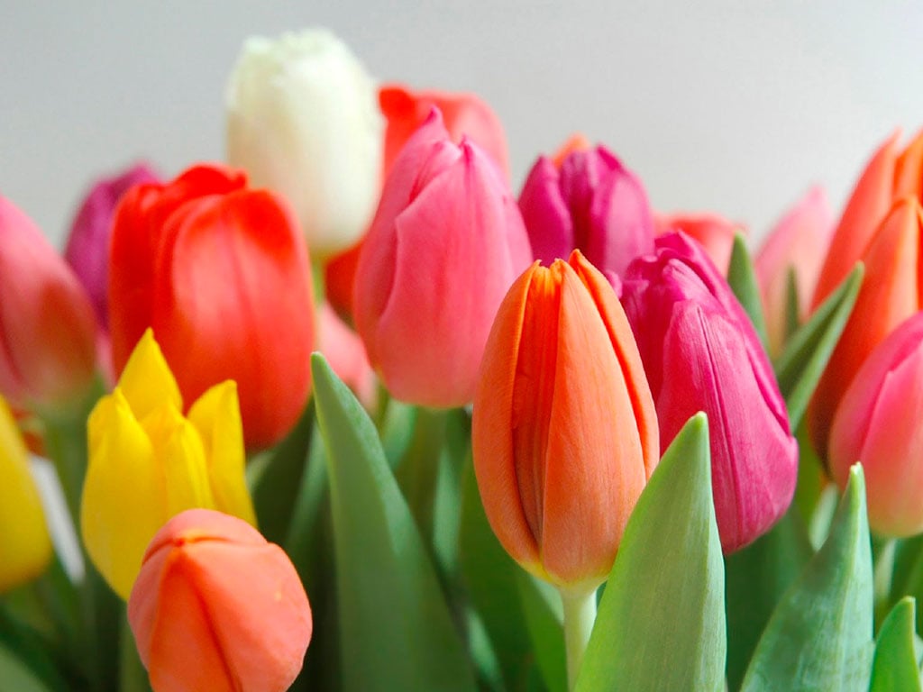 Plantas tóxicas para cães: Tulipa