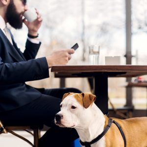 Lugares pet friendly