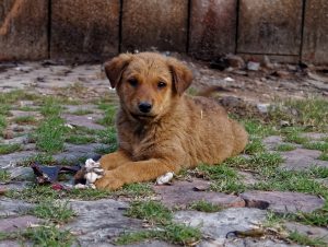 O que fazer depois de resgatar um cachorro de rua 2