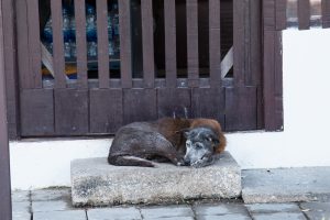 O que fazer depois de resgatar um cachorro de rua 3
