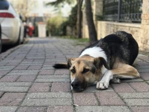 O que fazer depois de resgatar um cachorro de rua