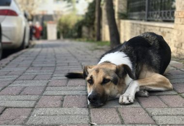 O que fazer depois de resgatar um cachorro de rua?