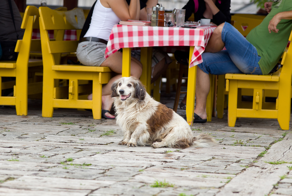 15 lugares pet friendly em São Paulo