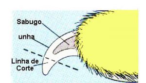 Desenho da unha do cachorro