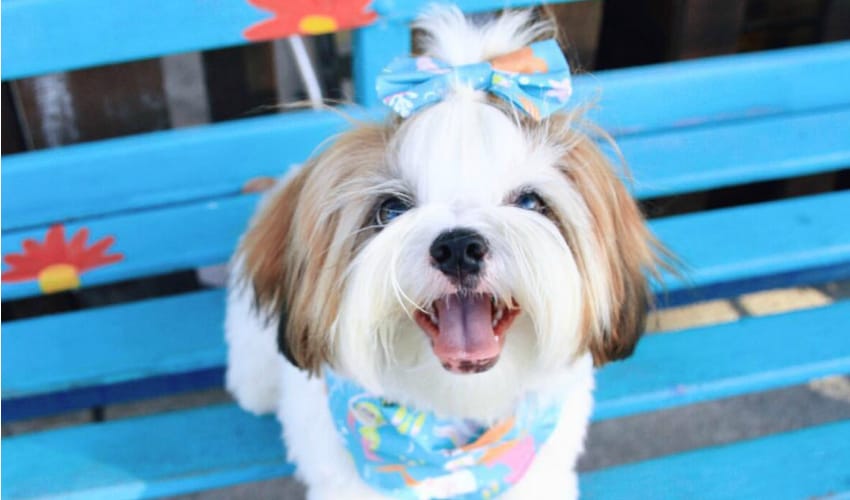 Shih Tzu: os 12 melhores perfis brasileiros no Instagram