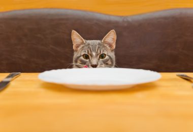 Gatos podem tomar leite? A verdade sobre esse alimento