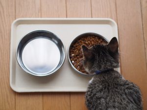 Gato comendo ração 
