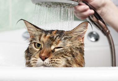 Gatos precisam tomar banho: mito ou verdade?