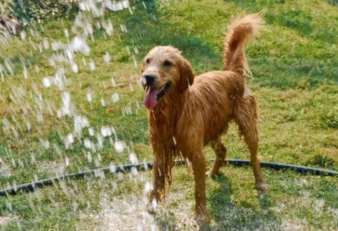 8 dicas de como refrescar cachorro com calor