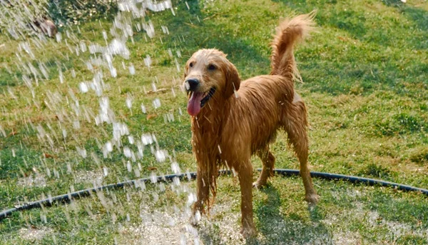 8 dicas de como refrescar cachorro com calor