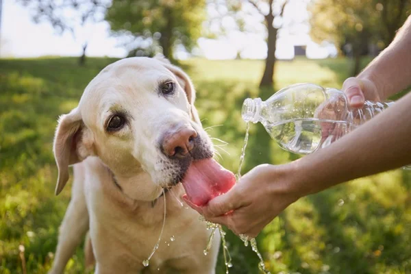 Cachorro com calor bebendo água.