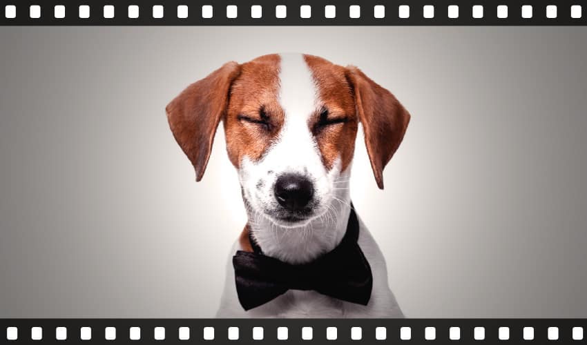 12 filmes de cachorro obrigatórios para quem ama animais