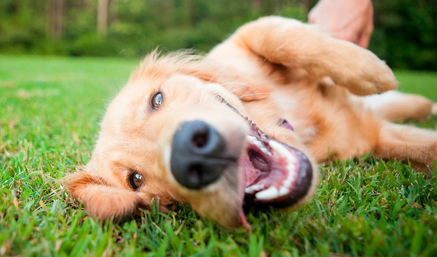 Por que meu cachorro come grama?