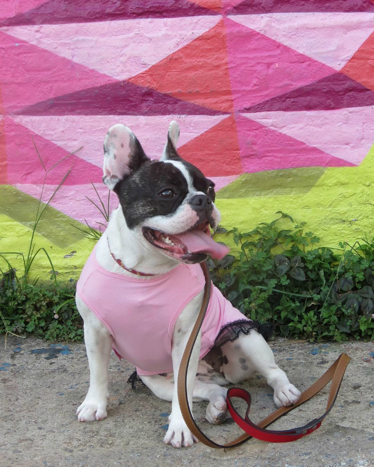 avidadeangel - Buldogue francês: os 15 perfis mais incríveis de frenchies no Instagram - Blog DogHero for doglovers Frenchie Angel