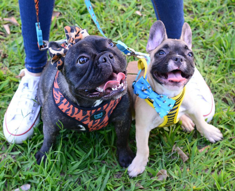 banguelafrenchie - Buldogue francês: os 15 perfis mais incríveis de frenchies no Instagram - Blog DogHero for doglovers Frenchies Banguela e Astrid