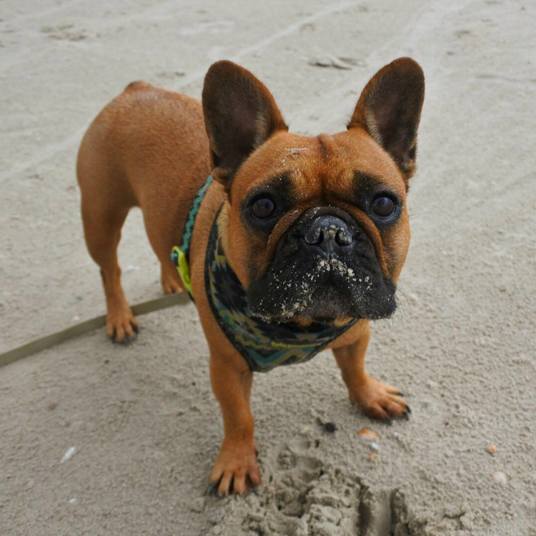 bullybella - Buldogue francês: os 15 perfis mais incríveis de frenchies no Instagram - Blog DogHero for doglovers Frenchie Bella
