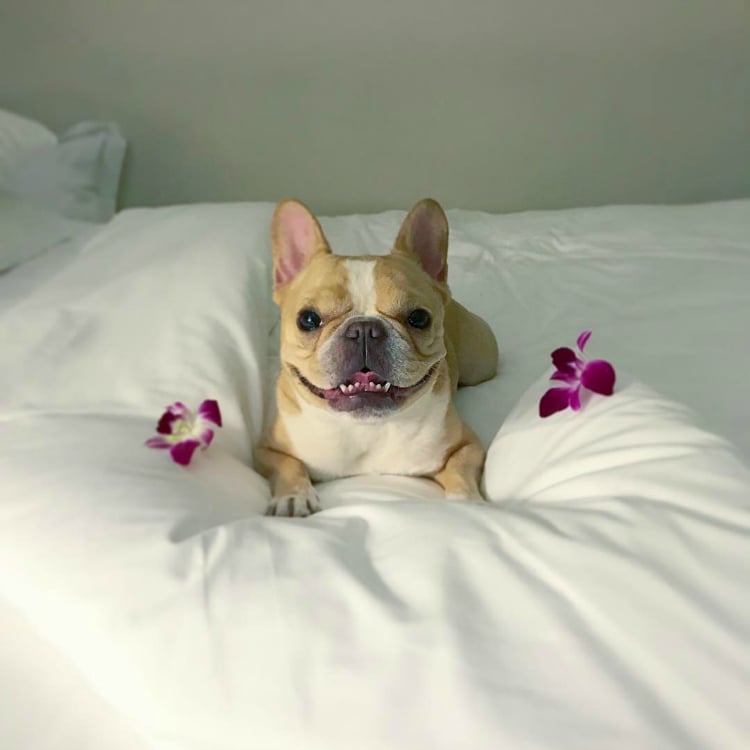 chloetheminifrenchie - Buldogue francês: os 15 perfis mais incríveis de frenchies no Instagram - Blog DogHero for doglovers-doghero Frenchie Chloe