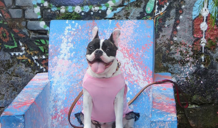 Os 15 perfis mais incríveis de frenchies no Instagram