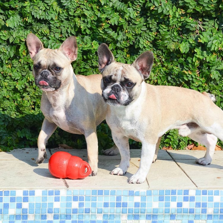 dimiecalvin - Buldogue francês: os 15 perfis mais incríveis de frenchies no Instagram - Blog DogHero for doglovers Frenchies Dimi e Calvin