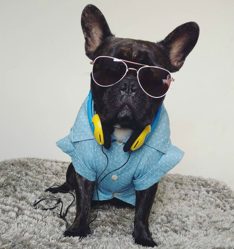 gaelfrenchie - Buldogue francês: os 15 perfis mais incríveis de frenchies no Instagram - Blog DogHero for doglovers Frenchie Gael