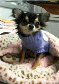 Como limpar orelha de cachorro: um passo a passo simples