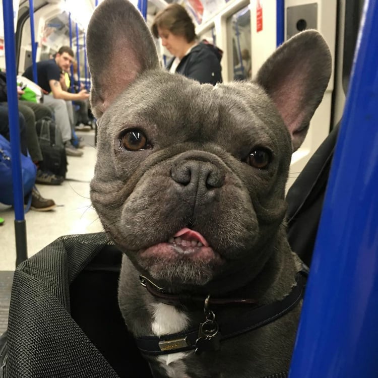 herbiethehound - Buldogue francês: os 15 perfis mais incríveis de frenchies no Instagram - Blog DogHero for doglovers Frenchie Herbie