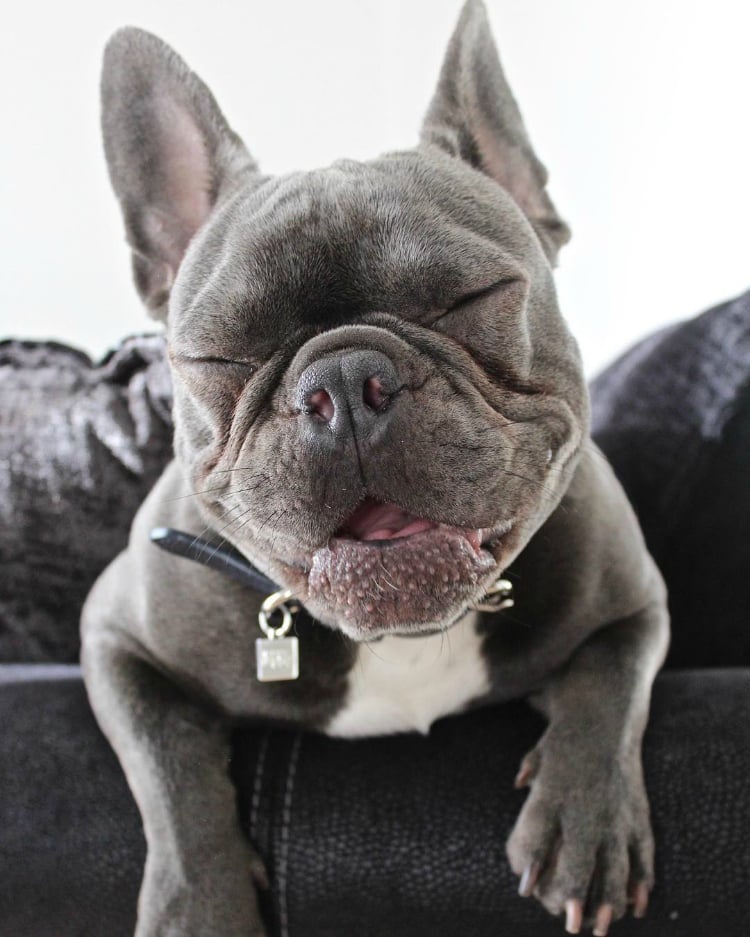 judethefrench - Buldogue francês: os 15 perfis mais incríveis de frenchies no Instagram - Blog DogHero for doglovers-doghero Frenchie Jude