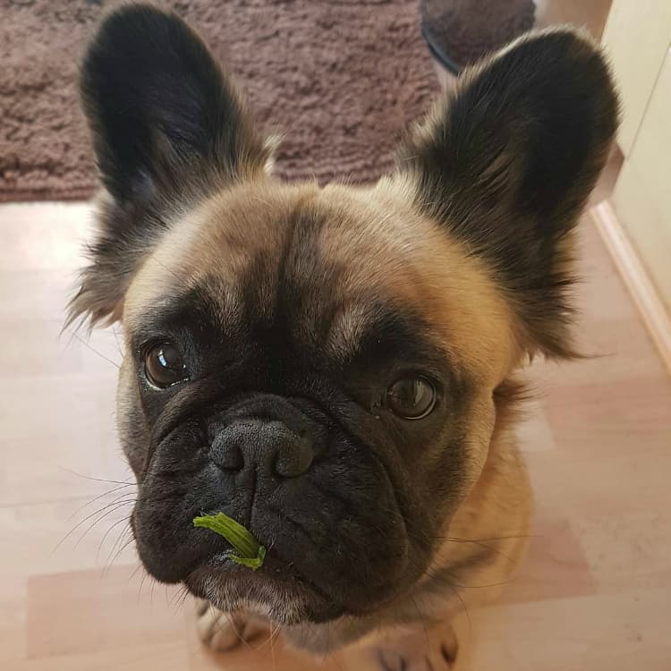 matildathefluffyfrenchie - Buldogue francês: os 15 perfis mais incríveis de frenchies no Instagram - Blog DogHero for doglovers-doghero Frenchie Matilda