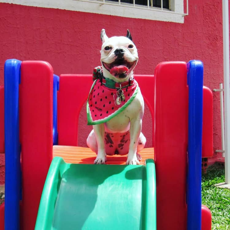 melanciafrenchie - Buldogue francês: os 15 perfis mais incríveis de frenchies no Instagram - Blog DogHero for doglovers-doghero Frenchie Melancia