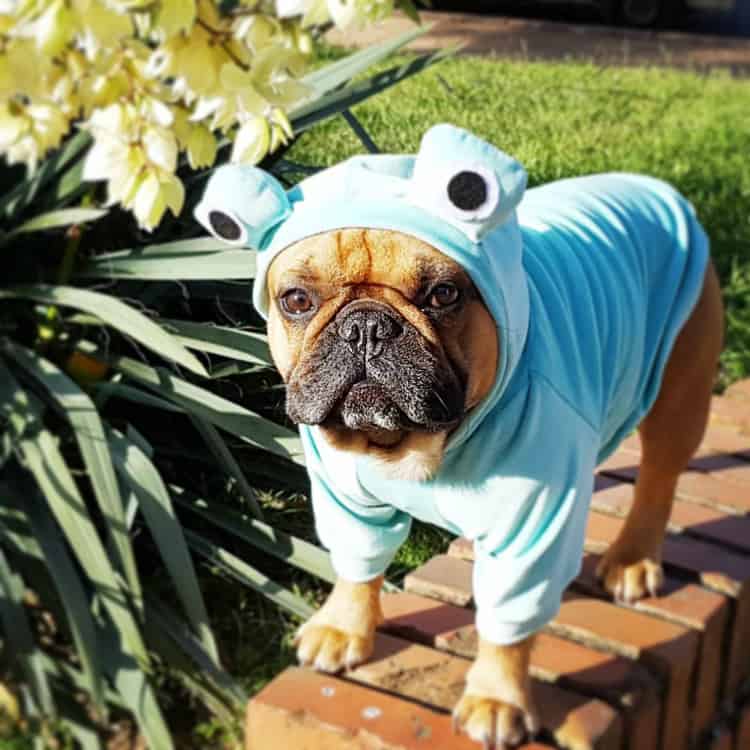 nicocurtinho - Buldogue francês: os 15 perfis mais incríveis de frenchies no Instagram - Blog DogHero for doglovers Frenchie Nico
