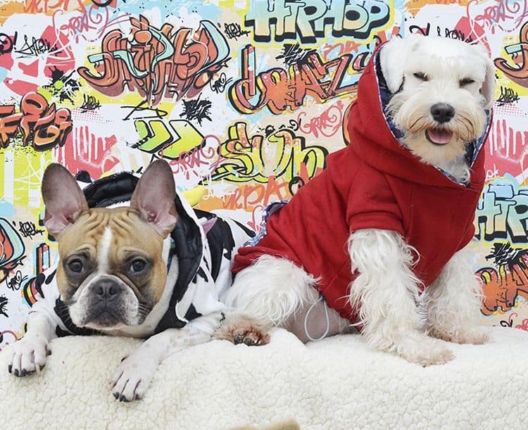 omgboris - Buldogue francês: os 15 perfis mais incríveis de frenchies no Instagram - Blog DogHero for doglovers Frenchie Boris