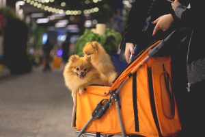 Cachorro passeando em um shopping pet friendly
