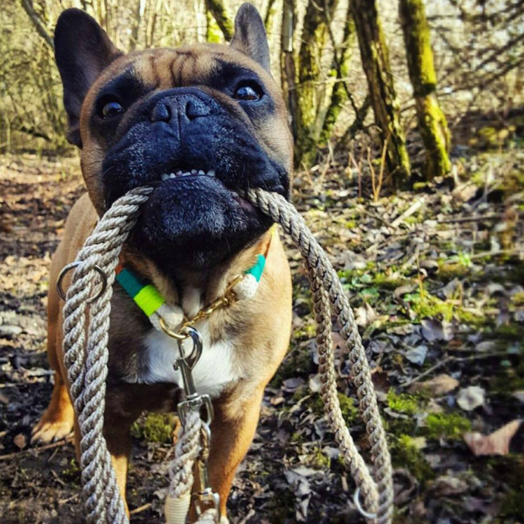 pinotnoirfrenchie - Buldogue francês: os 15 perfis mais incríveis de frenchies no Instagram - Blog DogHero for doglovers Frenchie Pinot