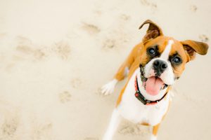 Cachorro passeando em uma praia pet friendly