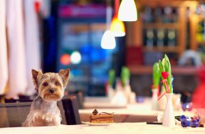 Cachorro passeando em um restaurante pet friendly