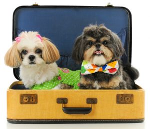 Dois cães dentro de uma mala