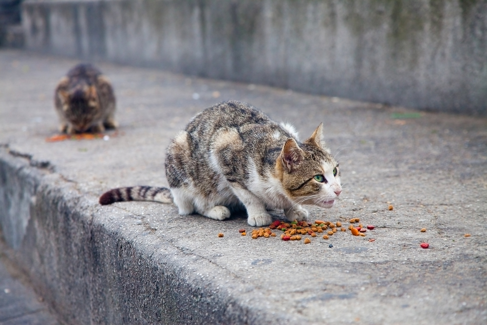 Resgatar gato de rua: exames e adaptação