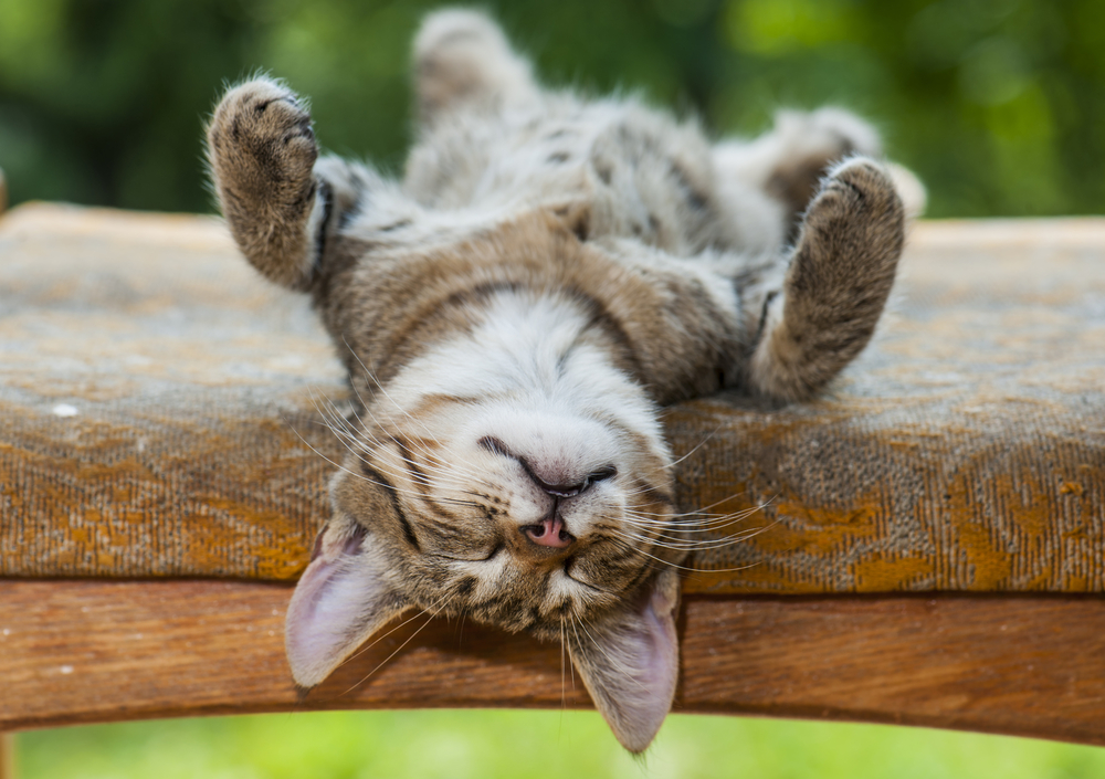 Gato novo em casa: ajudando na adaptação