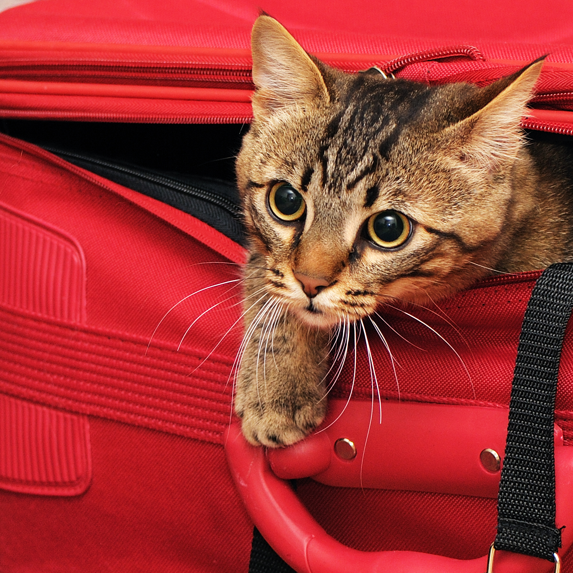 Viajar com gato: um guia de cuidados