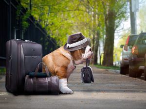 Cachorro usando chapéu e malas de viagem ao seu lado