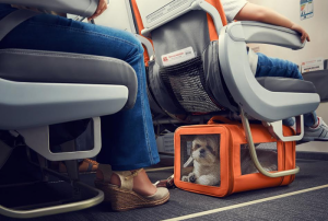 Cachorro dentro da bolsa de transporte em um avião